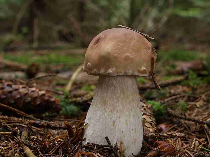  Image name: 216 Porcino.jpg 
 width: 800 pixel 
 height: 600 pixel 
 Size: 25691 bytes 
 Click to enlarge 